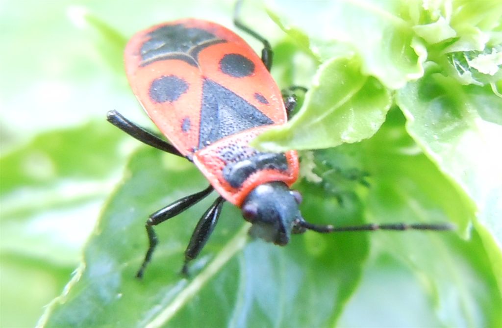 Pyrrhocoris apterus? S